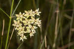 Southern milkweed